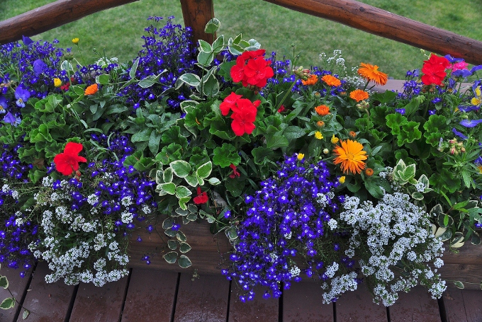 flower pot with varioius bright colors